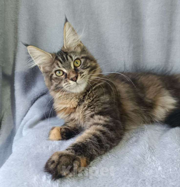 Кошки в Анапе: Черепашка Мейн-кун Девочка, 20 000 руб. - фото 2