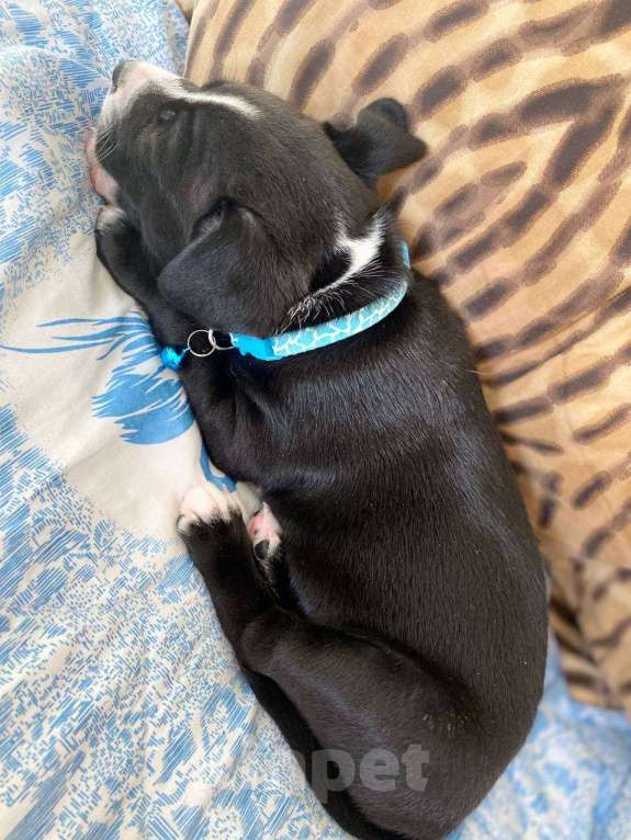 Собаки в Екатеринбурге: Прекрасные щенки питбуля Мальчик, 15 000 руб. - фото 4