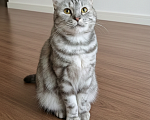 Кошки в Ижевске: кошка в добрые руки Девочка, Бесплатно - фото 3