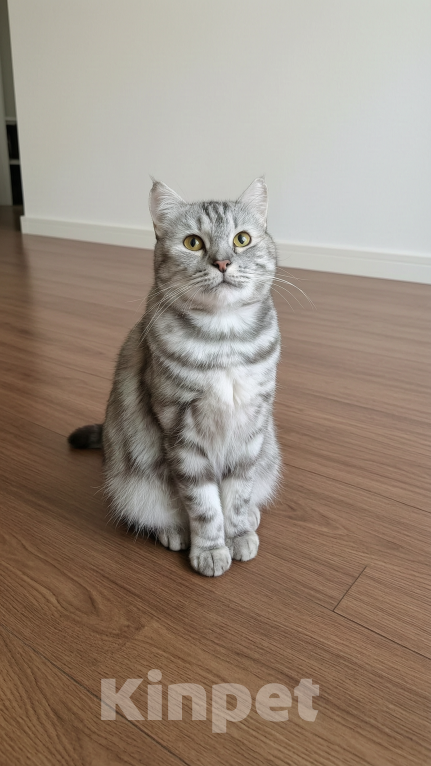 Кошки в Ижевске: кошка в добрые руки Девочка, Бесплатно - фото 3