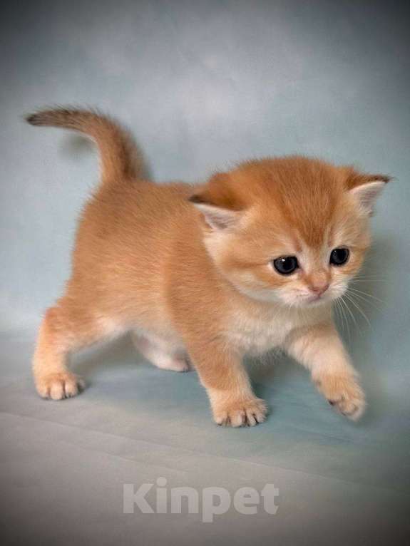 Кошки в Калуге: Британская золотая шиншилла Девочка, 45 000 руб. - фото 7