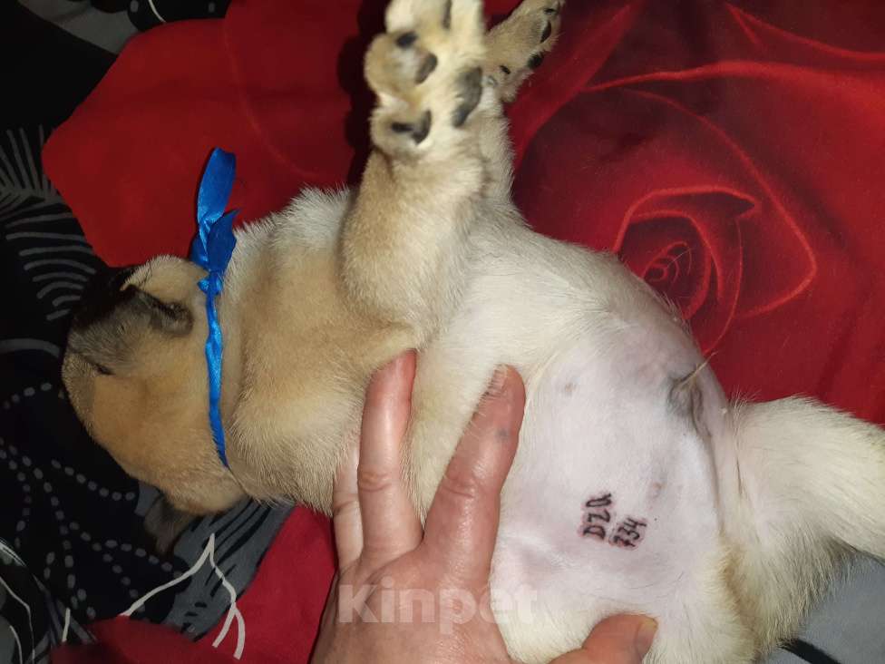 Собаки в Новосибирске: Замир Сибирский Эликсир  Мальчик, 45 000 руб. - фото 3