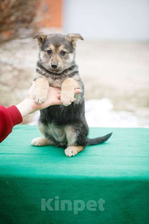 Собаки в Москве: Щенок Маруся в добрые руки Девочка, Бесплатно - фото 6