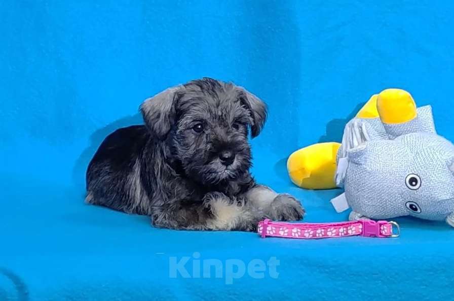 Собаки в других городах Омской области: Щенок цвергшнауцера перец с солью Девочка, 50 руб. - фото 1