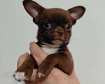Собаки в Москве: Щенки чихуахуа Мальчик, 70 000 руб. - фото 3
