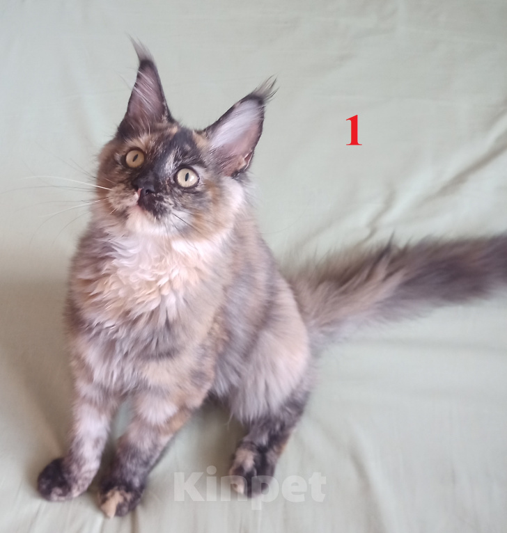 Кошки в Новосибирске: Котята Мэйн-кун Девочка, Бесплатно - фото 3