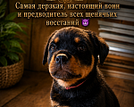 Собаки в Томске: Щенок ротвейлера самая жизнерадостная девочка Аврора Девочка, Бесплатно - фото 1