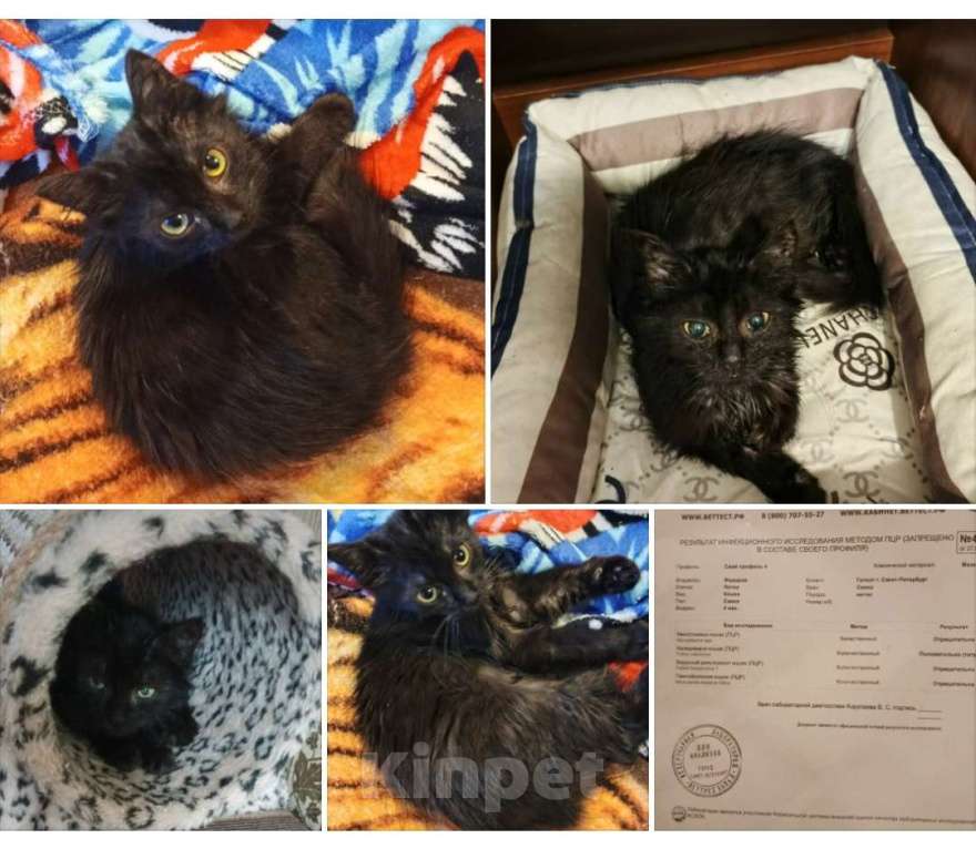 Кошки в Санкт-Петербурге: Ночка Девочка, Бесплатно - фото 1