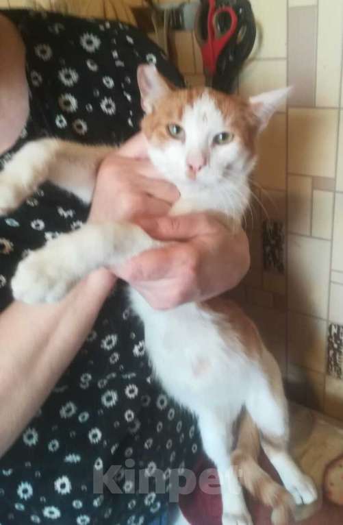 Кошки в Москве: Рыжий котёнок Серго в добрые руки Мальчик, 1 руб. - фото 2