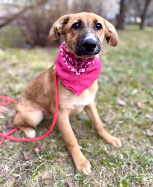 Собаки в Москве: Щенок Минди ищет дом Девочка, Бесплатно - фото 4