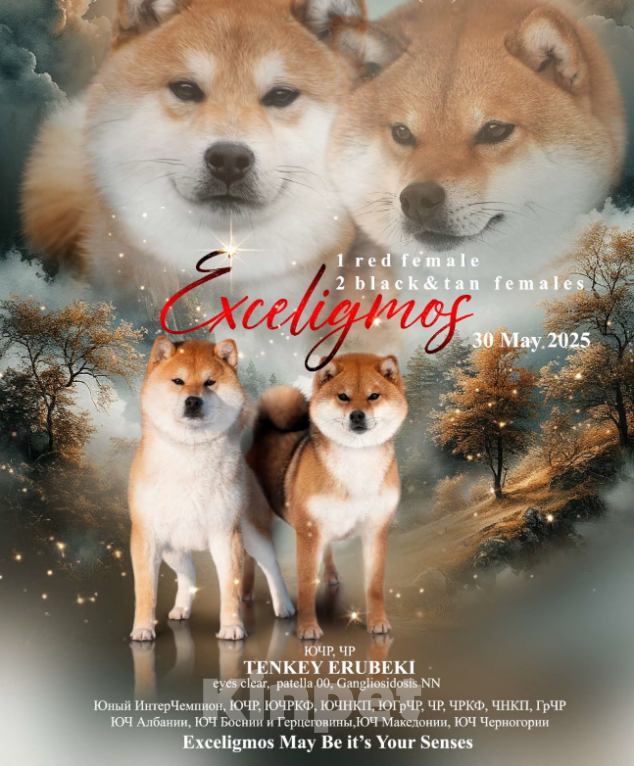 Собаки в Нижнем Новгороде: Щенок Сиба девочка Девочка, 50 000 руб. - фото 4