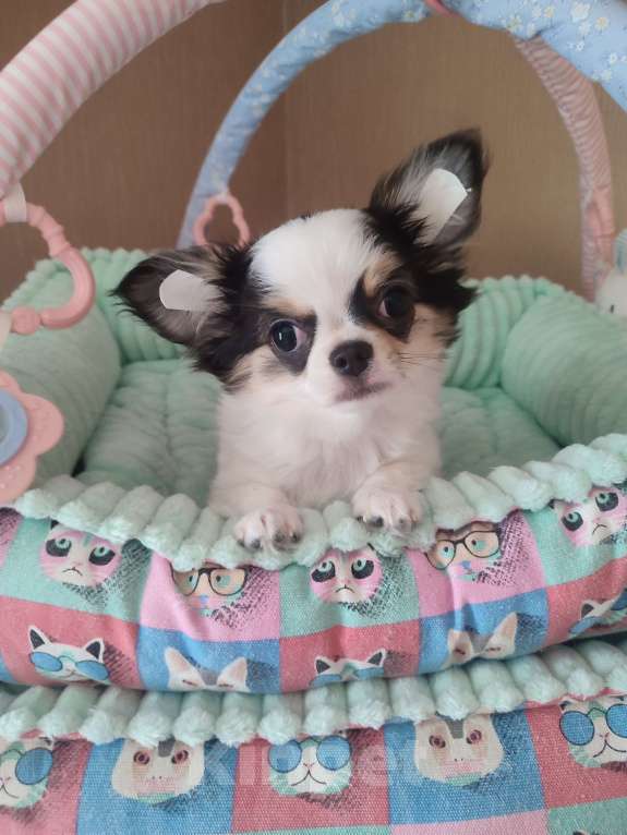 Собаки в Санкт-Петербурге: Невероятно сладкий пупсик ❤️ Мальчик, 50 000 руб. - фото 2