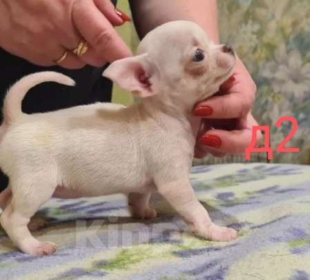 Собаки в Липецке: Щенки чихуахуа Разнополые, 30 000 руб. - фото 4