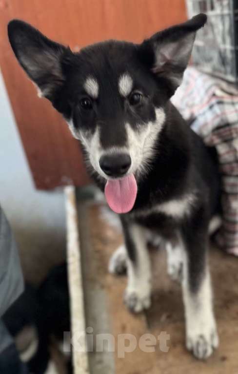 Собаки в Москве: Отдам щенка в добрые руки Мальчик, Бесплатно - фото 3