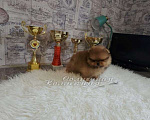 Собаки в Москве: Померанский шпиц мини медежоночек Мальчик, Бесплатно - фото 2