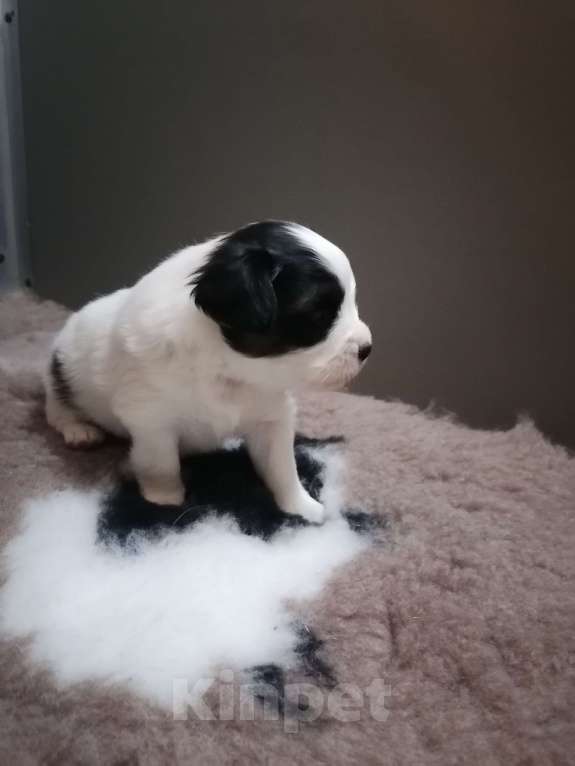 Собаки в Нижнем Новгороде: Мальчишка Папийон  Мальчик, Бесплатно - фото 2