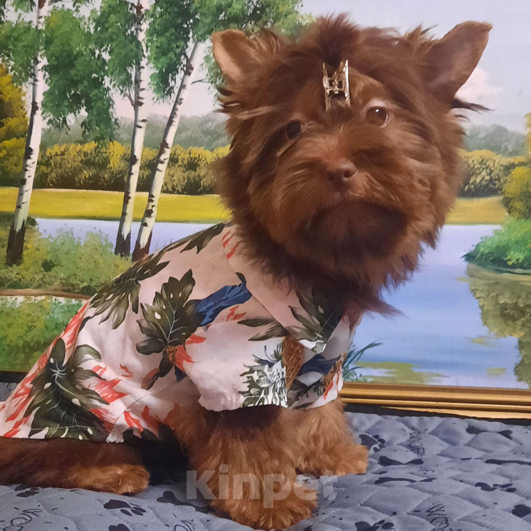 Собаки в Набережных Челнах: Лёвушка Мальчик, 40 000 руб. - фото 2