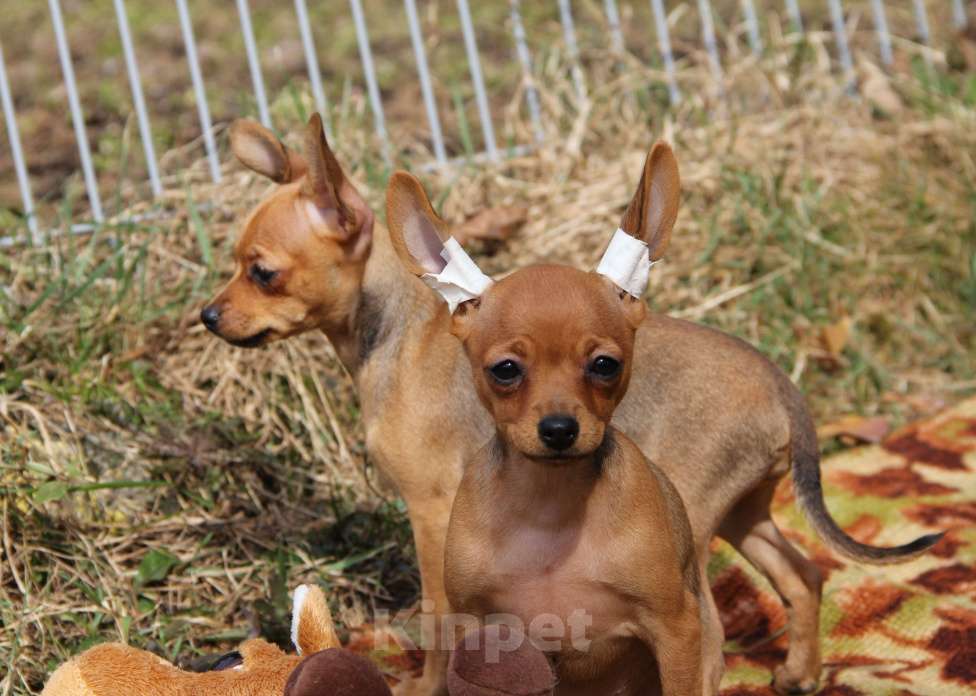 Собаки в Выборге: Щенок русского тоя г\ш девочка Девочка, 60 000 руб. - фото 3