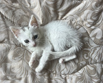 Кошки в Краснодаре: Отдам девочку в добрые руки Девочка, Бесплатно - фото 5
