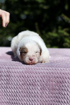 Щенки австралийской овчарки/ аусси