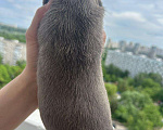 Собаки в Москве: Амстафф, Стаффорд, американский стаффордширский терьер, АСТ Девочка, 60 000 руб. - фото 5