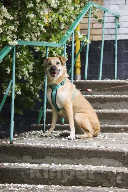 Собаки в Москве: Бара ищет любящую семью. Девочка, Бесплатно - фото 8