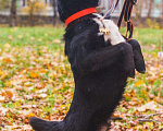 Собаки в Москве: Барри - маленький черный бриллиант в добрые руки Мальчик, 10 руб. - фото 8