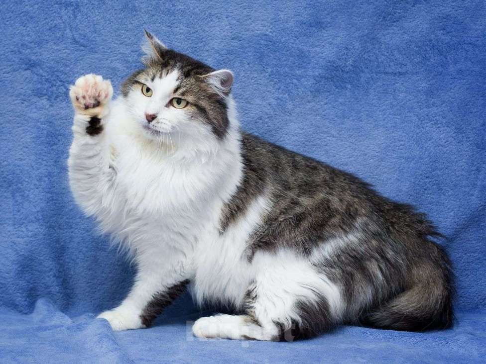 Кошки в Москве: Котик Рулет ищет дом! Мальчик, Бесплатно - фото 2