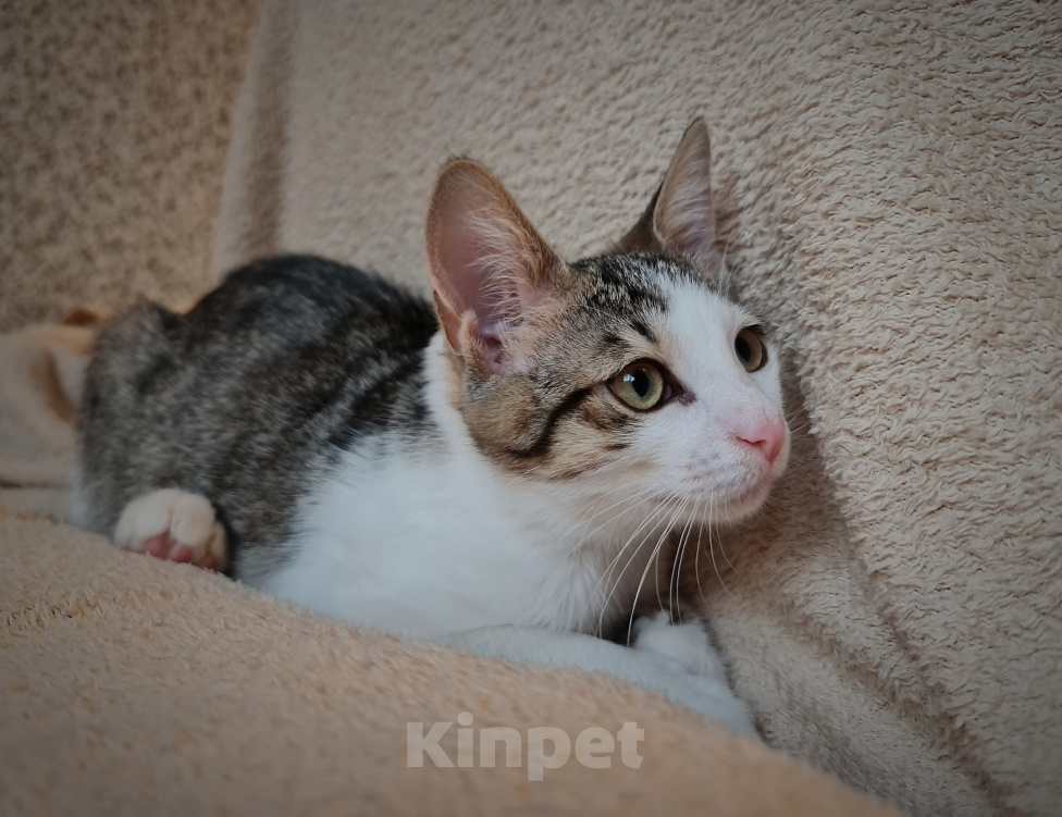 Кошки в Санкт-Петербурге: Нежный котёнок - мальчик ищет дом. Мальчик, Бесплатно - фото 3