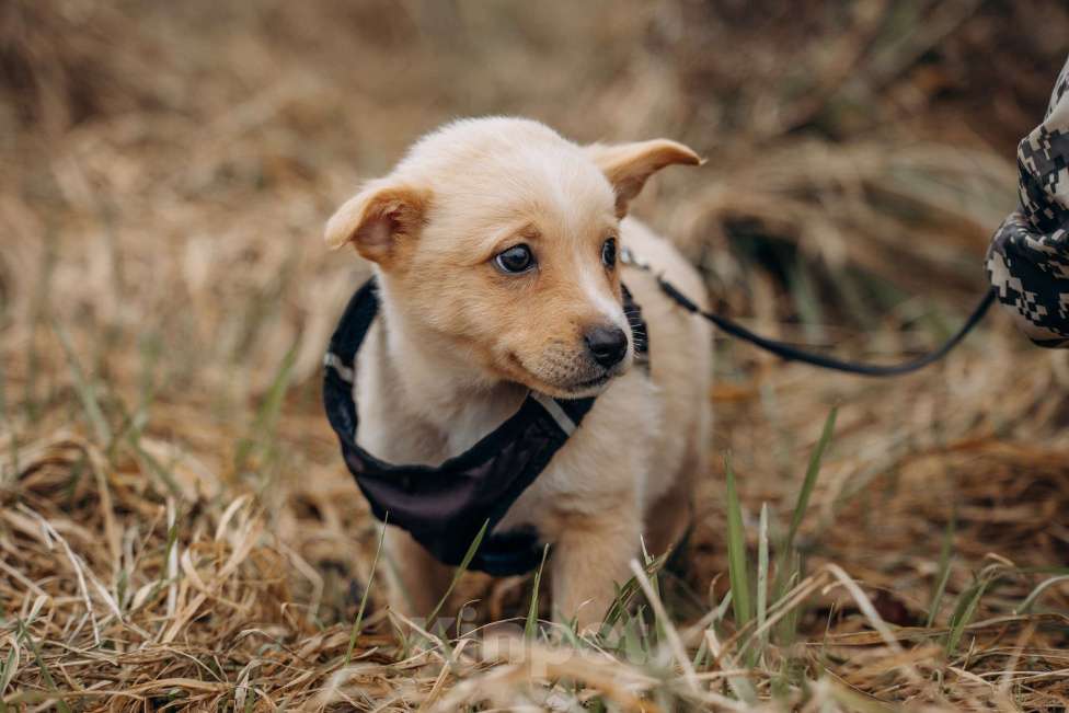 Собаки в Москве: Щенок из приюта ищет дом и семью! Мальчик, Бесплатно - фото 5