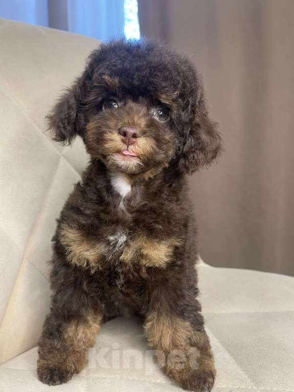 Собаки в Калуге: Той пудель фантом  Девочка, 75 000 руб. - фото 2