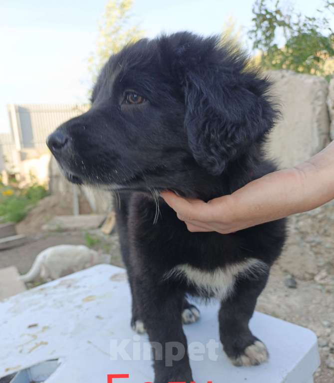 Собаки в Медногорске: Предлагаются к покупке щенки тувинской овчарки. Мальчик, 20 000 руб. - фото 3