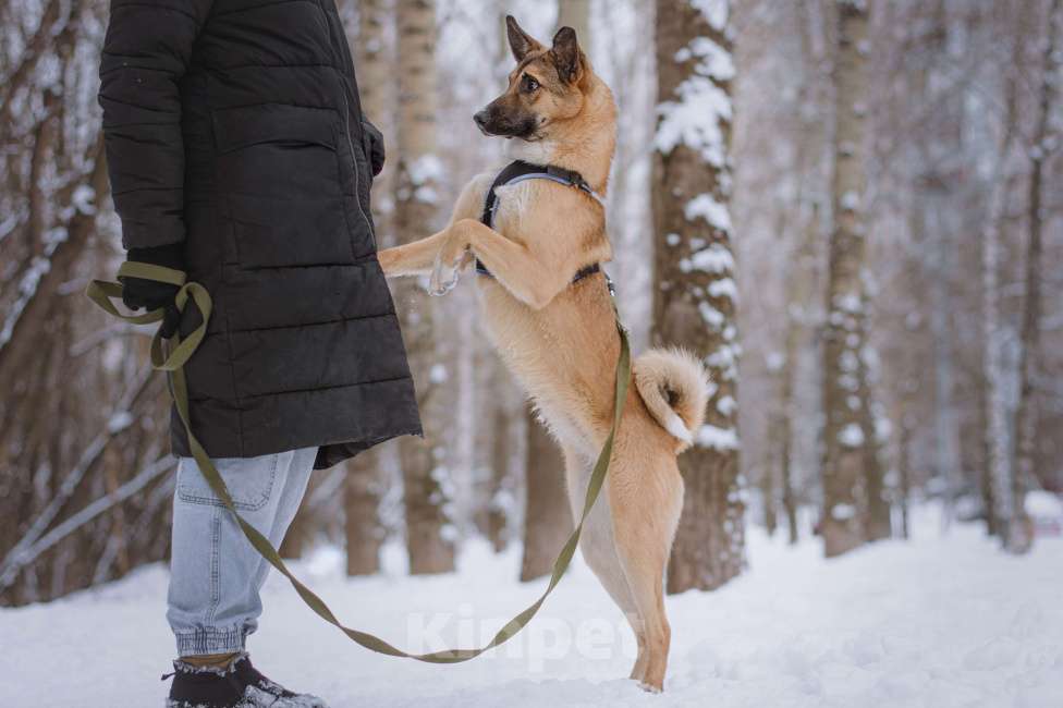 Собаки в Москве: Соня Девочка, Бесплатно - фото 3