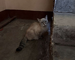 Кошки в Санкт-Петербурге: Нашли тайскую кошечку Девочка, Бесплатно - фото 1