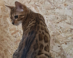 Кошки в Москве: Бенгальская кошка-подросток Девочка, 30 000 руб. - фото 1