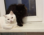 Кошки в Барнауле: Шотландские котята в добрые ручки., 1 500 руб. - фото 1