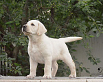 Собаки в Самаре: Свободны мальчики и девочки .От белоснежного до рыжего окраса . Мальчик, 60 000 руб. - фото 6