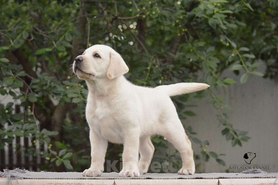 Собаки в Самаре: Свободны мальчики и девочки .От белоснежного до рыжего окраса . Мальчик, 60 000 руб. - фото 6