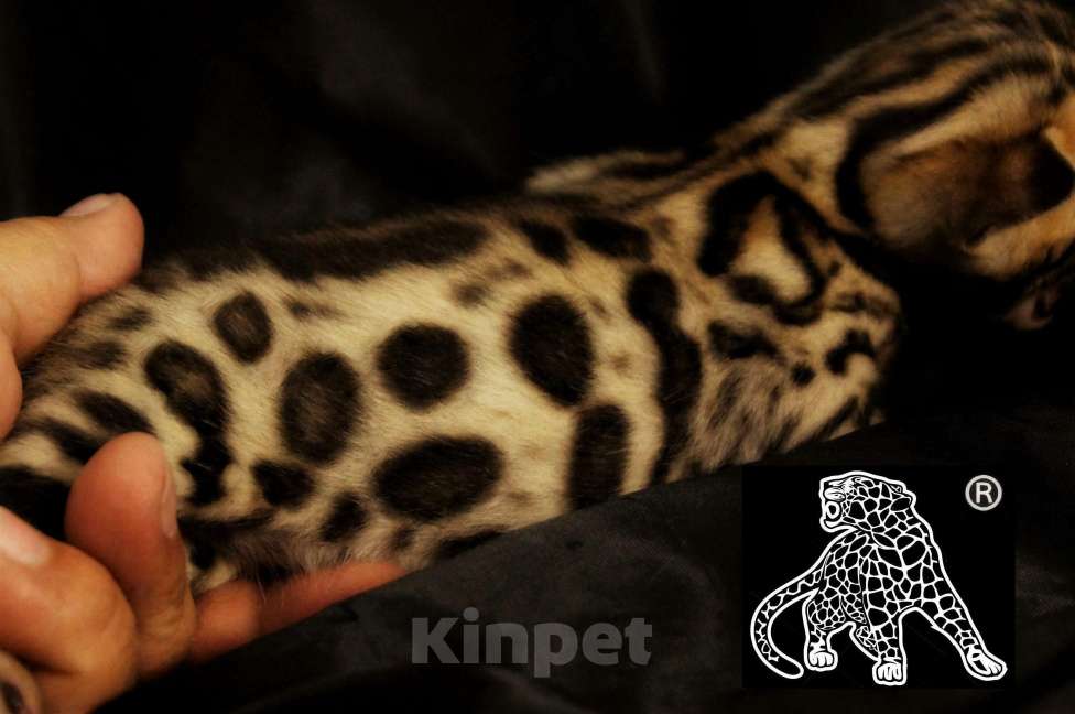 Кошки в Хабаровске: Бенгальский котенок. Профессиональный Питомник. Мальчик, Бесплатно - фото 3