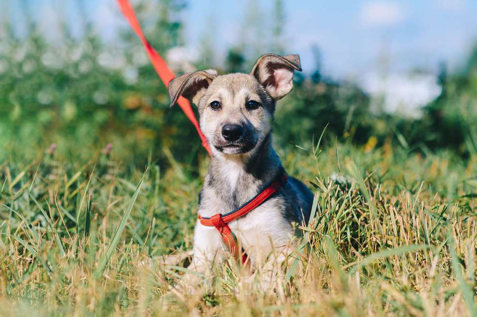 Собаки в Москве: Личи Девочка, Бесплатно - фото 9