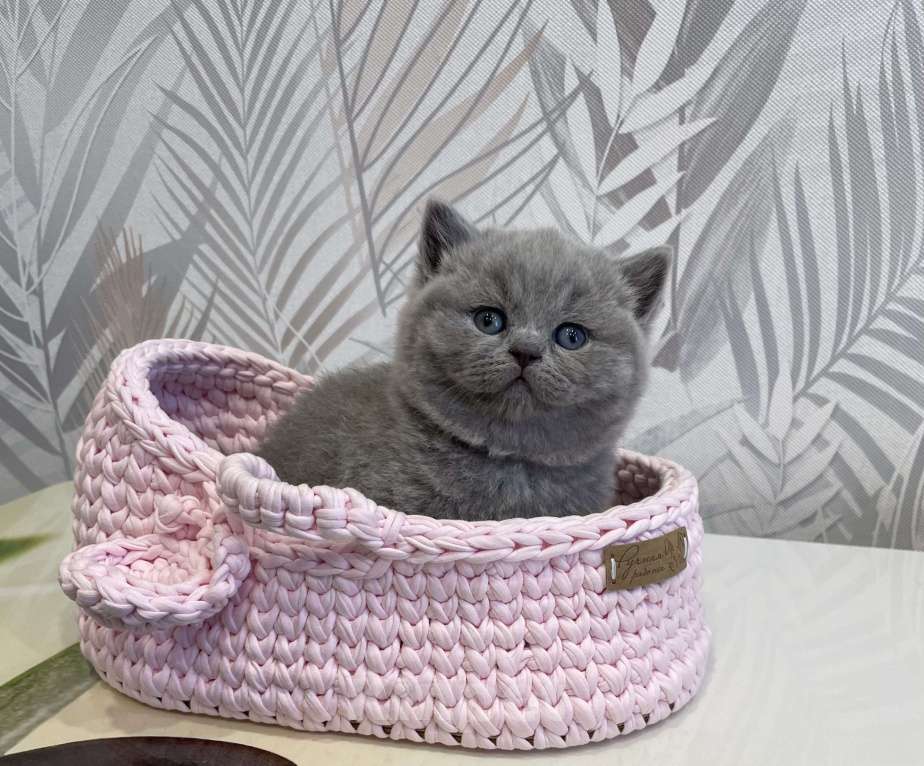 Кошки в Санкт-Петербурге: Британская девочка Велла Девочка, 45 000 руб. - фото 1