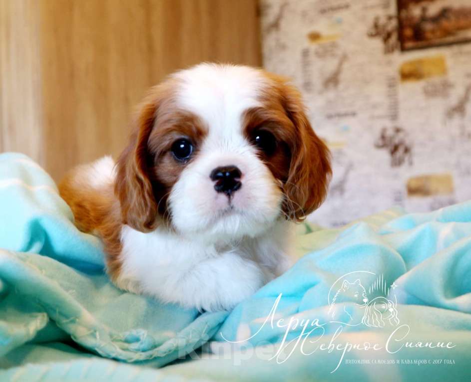 Собаки в Череповце: Щенок Кавалер Кинг Чарльз Спаниеля/ККЧС Мальчик, 100 000 руб. - фото 1
