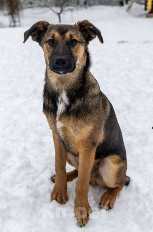 Собаки в Москве: Баксик ждёт свою заботливую семью Мальчик, Бесплатно - фото 3