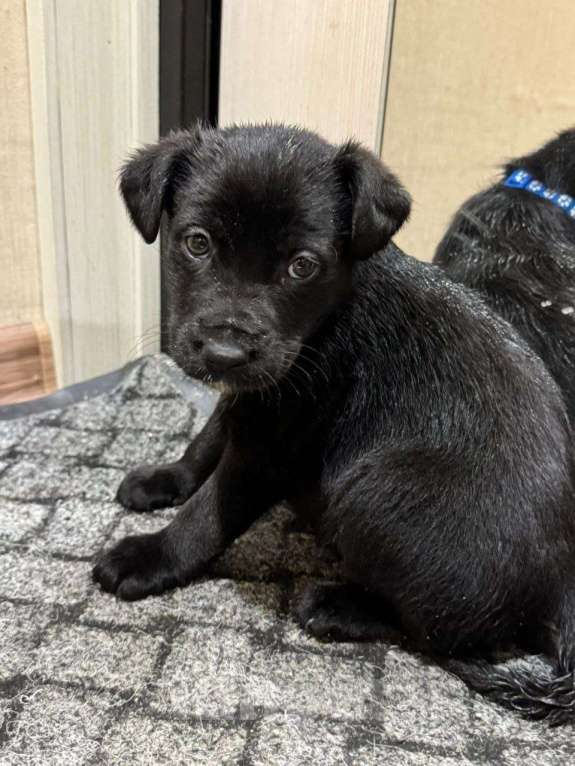 Собаки в Москве: Бруно - покоритель сердец Мальчик, Бесплатно - фото 4