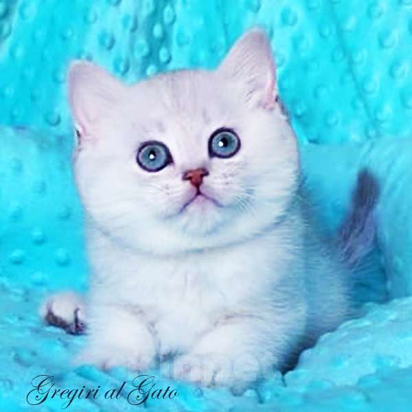 Кошки в Москве: Британские котята Серебристая шиншилла Мальчик, 65 000 руб. - фото 4