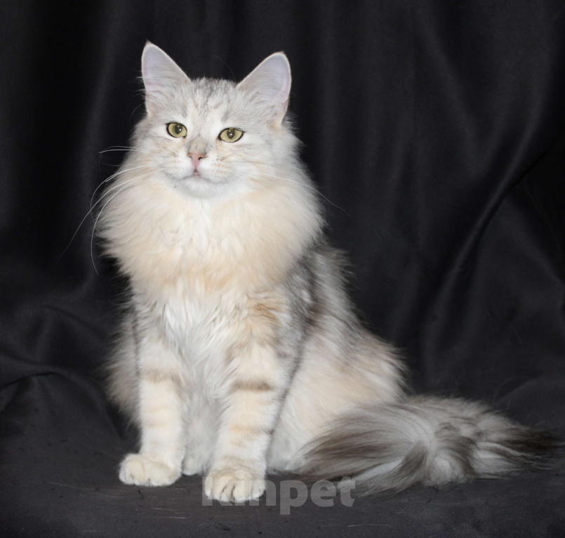 Кошки в Тюмени: Сибирский котёнок Девочка, 15 000 руб. - фото 7