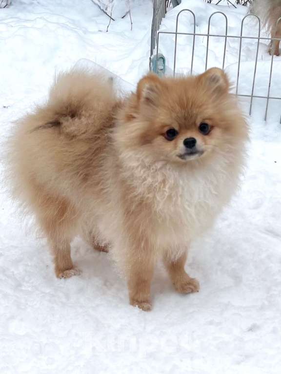 Собаки в Туле: Девочка оранж-соболь Девочка, 30 000 руб. - фото 2