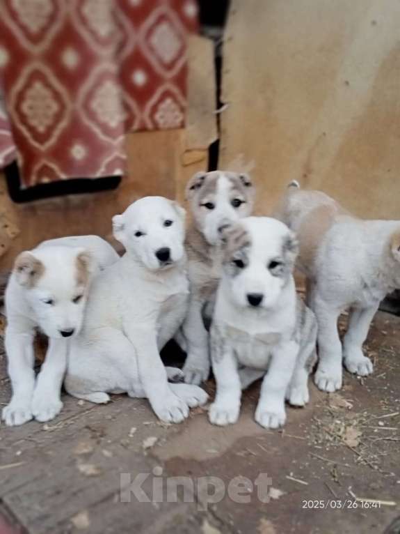 Собаки в других городах Тульской области: Щенки Алабая Девочка, 20 000 руб. - фото 4