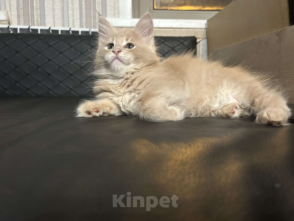 Кошки в Твери: мейн кун  от чемпионов Мальчик, 50 000 руб. - фото 2