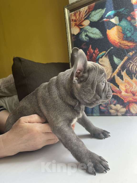 Собаки в Москве: Французский бульдог щенок Мальчик, 45 000 руб. - фото 2